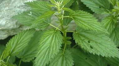 Decocción de herbas para o tratamento de varices