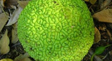 Receitas de infusións para o tratamento de varices