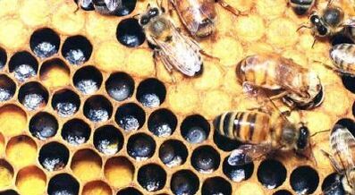 Tratamento de varices con produtos apícolas